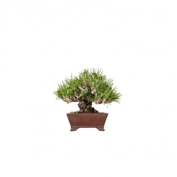 Pinus thunbergii - B6116