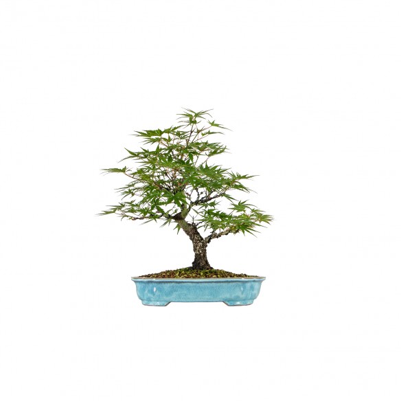 Acer palmatum Arakawa - B6117