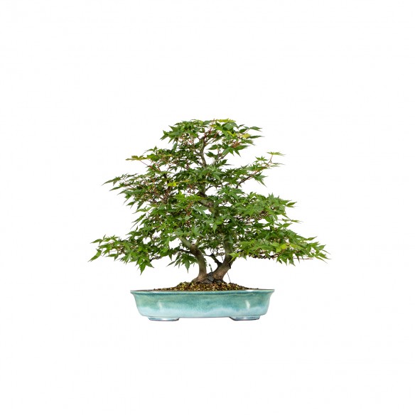Acer palmatum yamamomiji -...