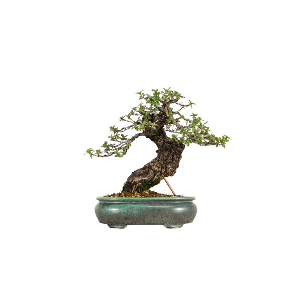 Quercus Faginea - B6119