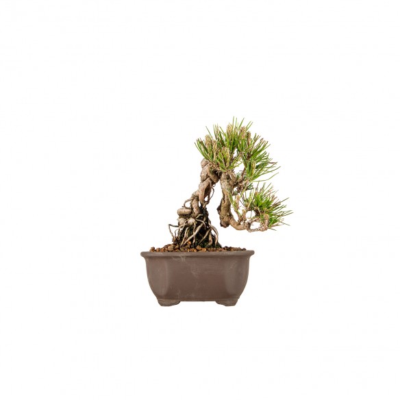 Pinus thunbergii - B6125