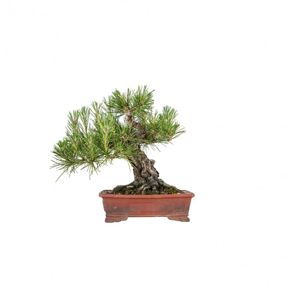 Pinus thunbergii - B6132