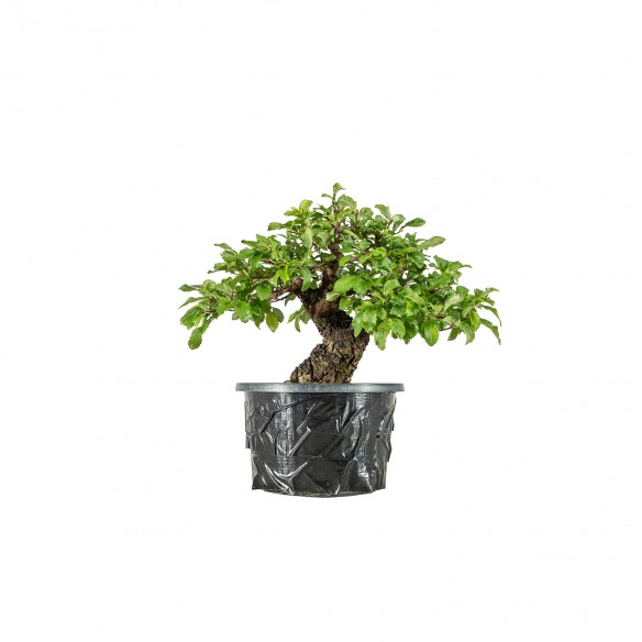 Zelkova nire - B6134
