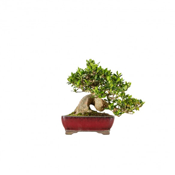 Gardenia jasminoides - B6136