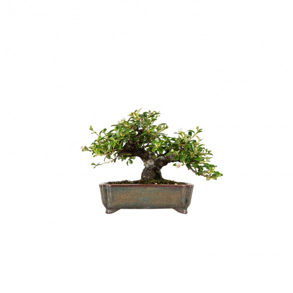 Cotoneaster spp. - B6138