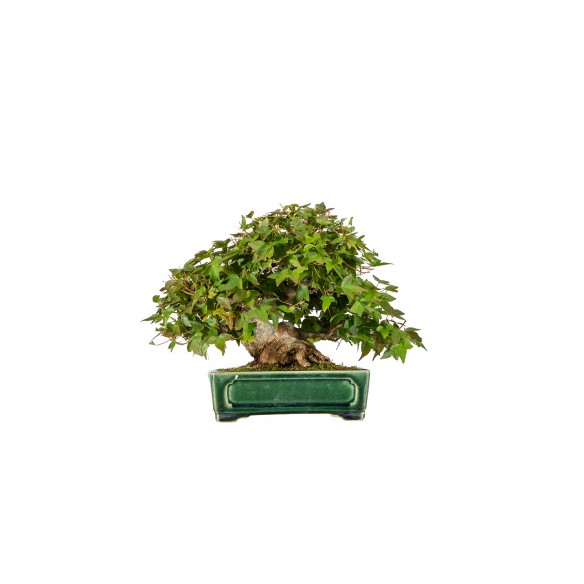 Acer buergerianum - B5902