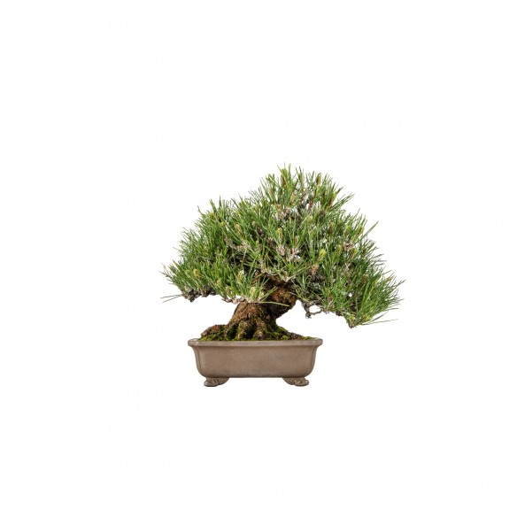 Pinus thunbergii - B5904