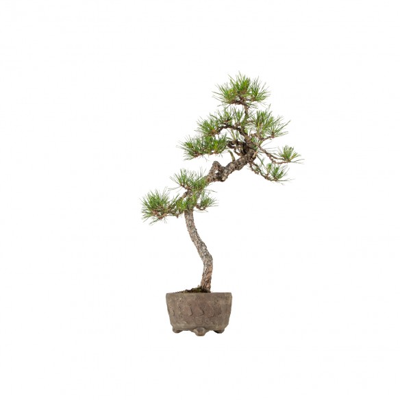 Pinus densiflora - B5905