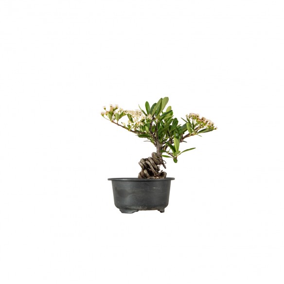Pyracantha spp. - B5906
