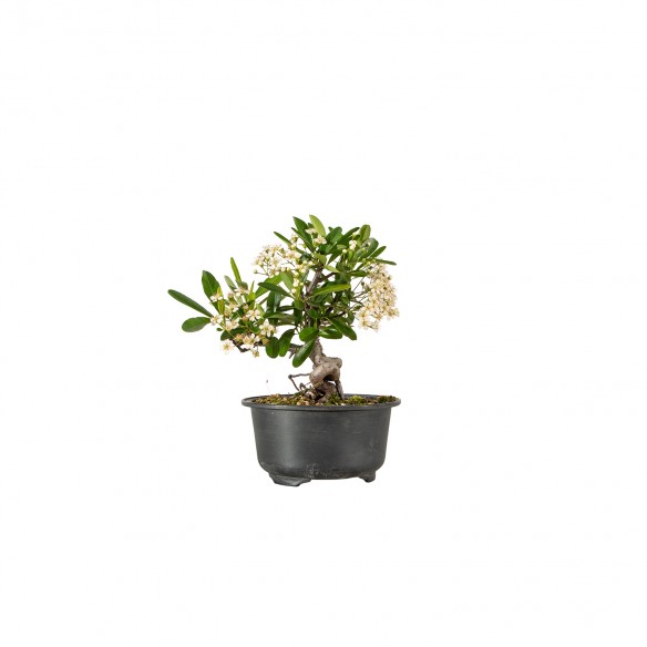 Pyracantha spp. - B5907