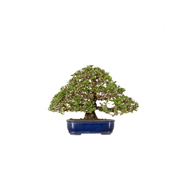 Myrtus communis - B5909