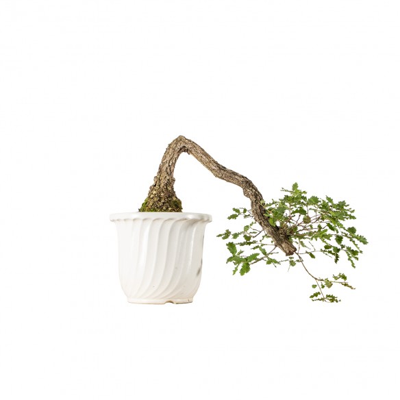 Quercus faginea - B6158