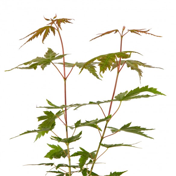 Acer palmatum Arakawa