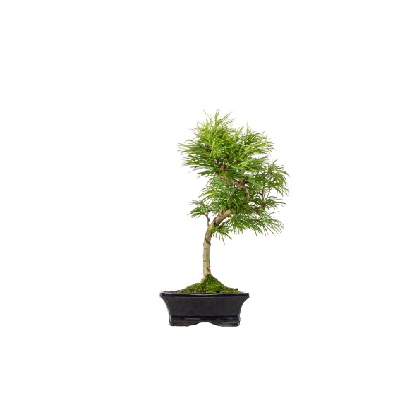 PSEUDOLARIX - Pot 15cm