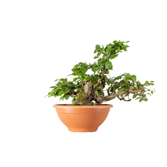 Carpinus betulus - B6162