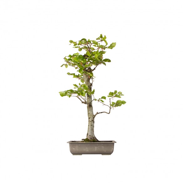 Fagus sylvatica - B6165