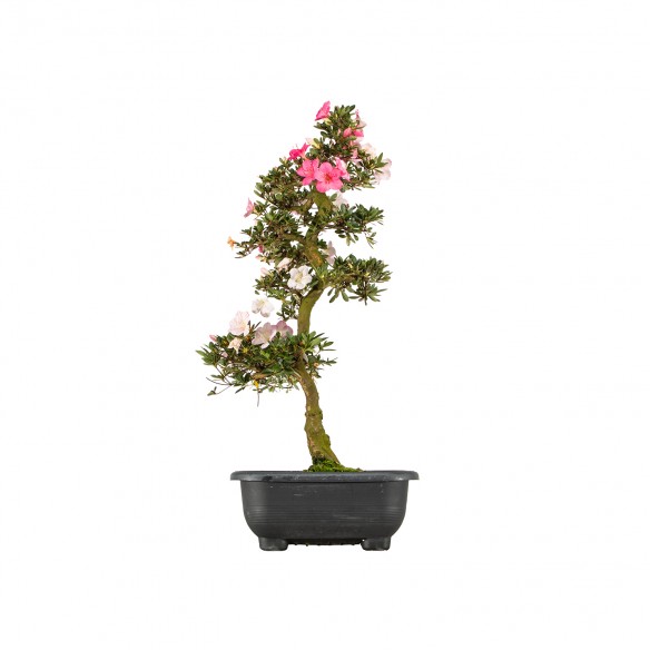 Azalea satsuki Santoka - B6170