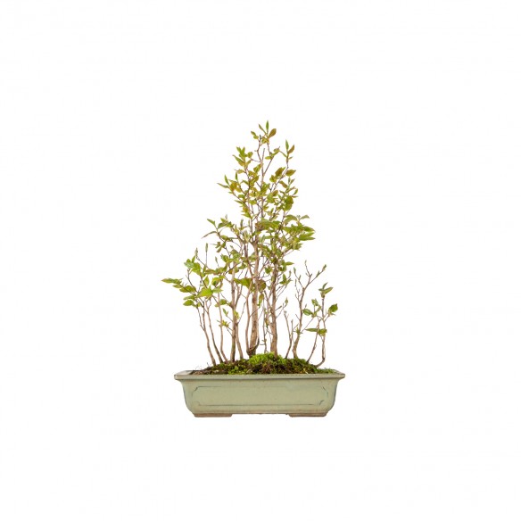 Stewartia monodelpha - B6180