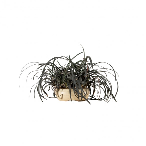 Kusamono - Ophiopogon