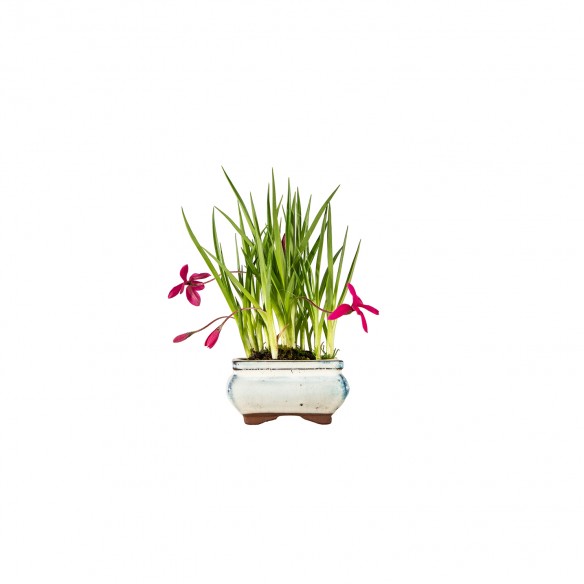 Rhodohypoxis