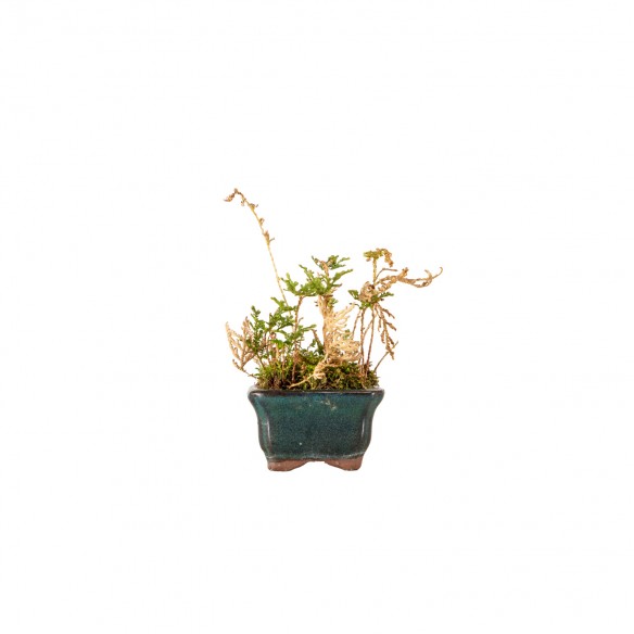 Kusamono - Selaginella...