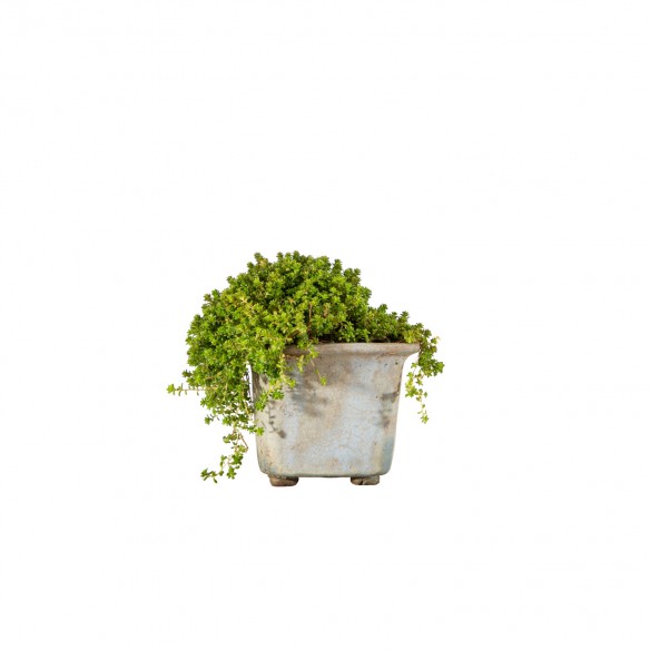 Sedum spp.