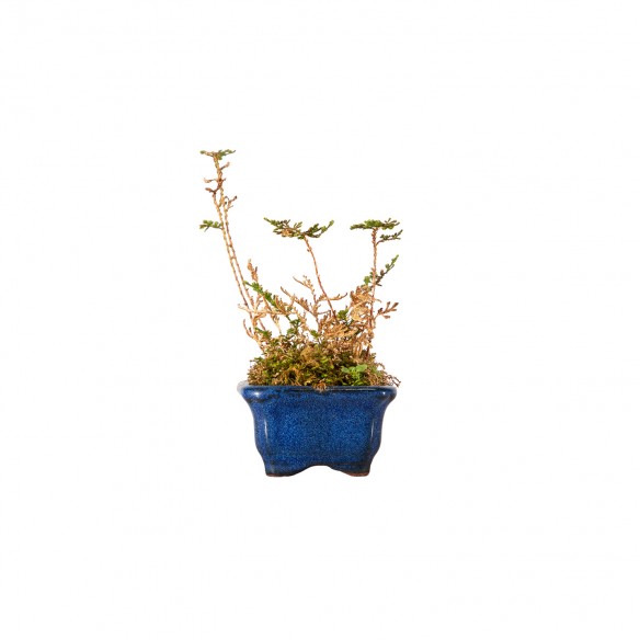 Kusamono - Selaginella...