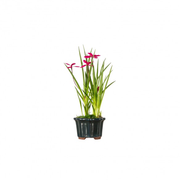 Kusamono - Rhodohypoxis