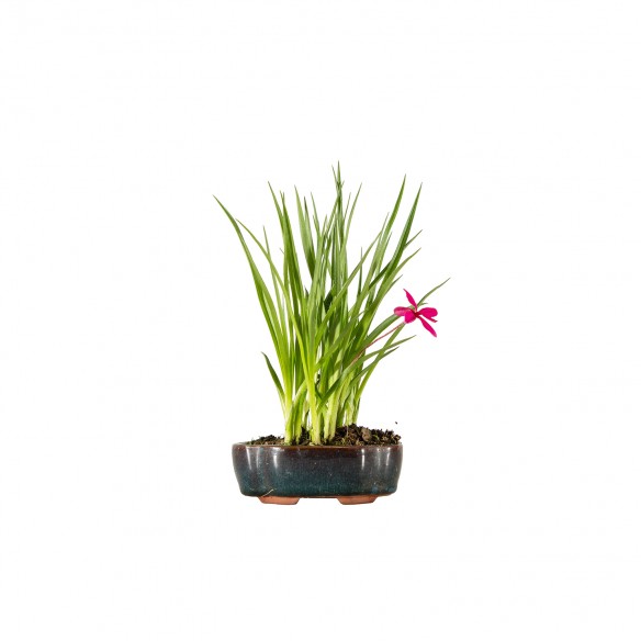 Rhodohypoxis