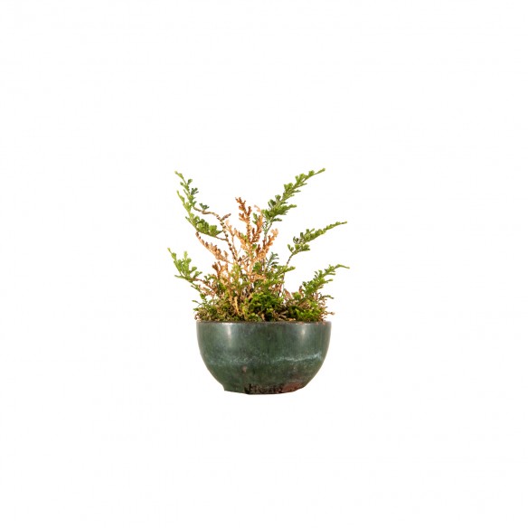Kusamono - Selaginella...