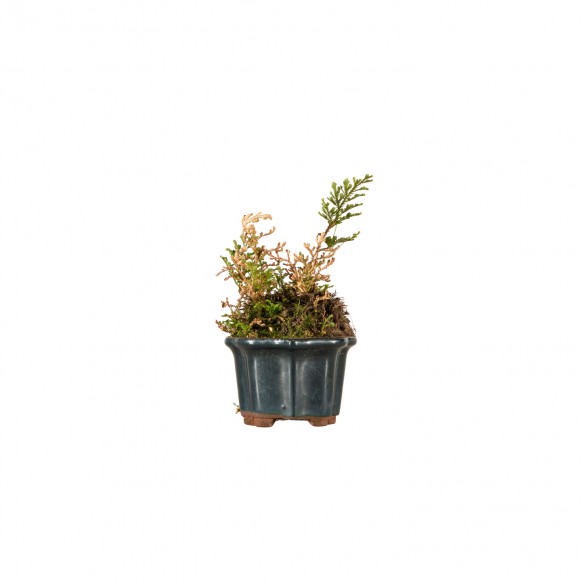 Kusamono - Selaginella...