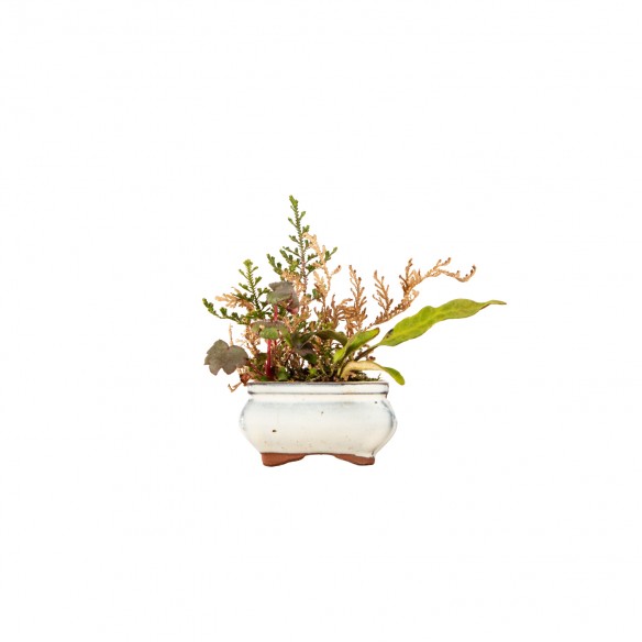 Kusamono - Selaginella...
