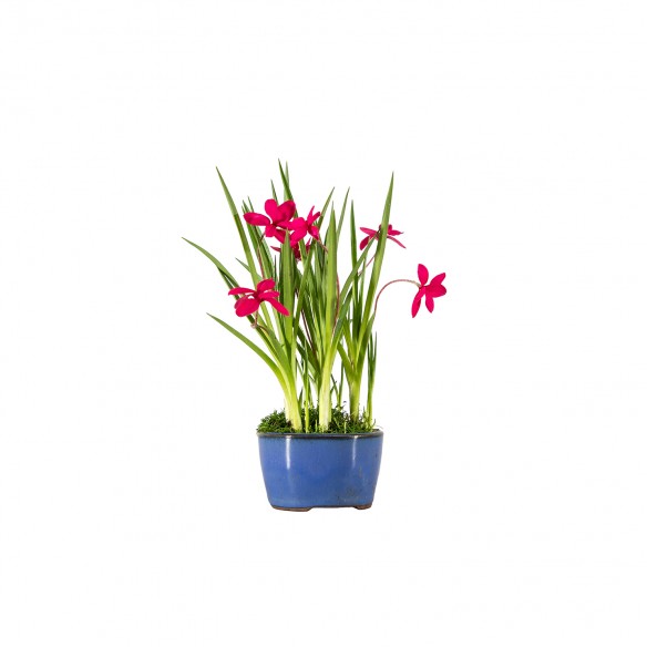 Kusamono - Rhodohypoxis