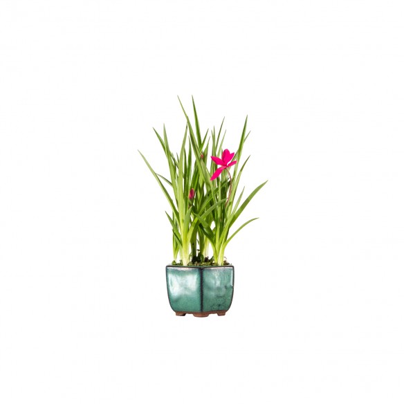 Kusamono - Rhodohypoxis
