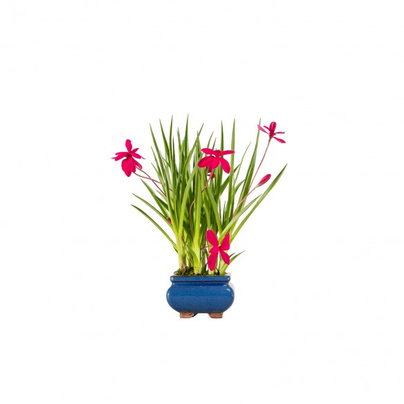 Kusamono - Rhodohypoxis
