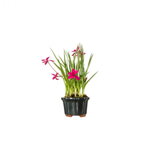 Kusamono - Rhodohypoxis