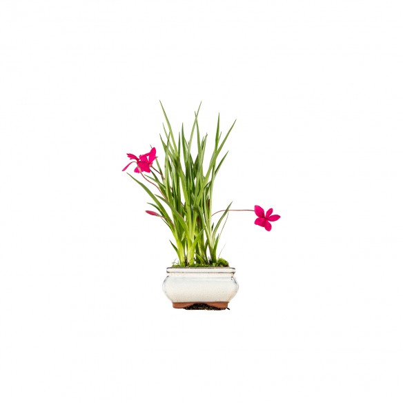 Kusamono - Rhodohypoxis