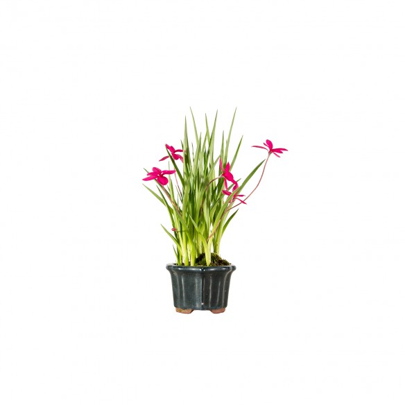 Kusamono - Rhodohypoxis