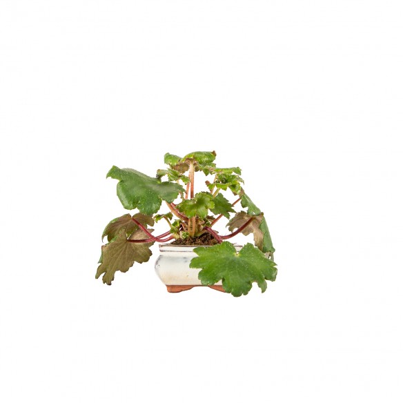Kusamono