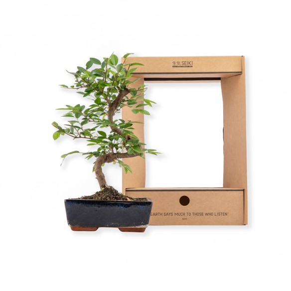 GIFT BOX M - Ulmus parvifolia