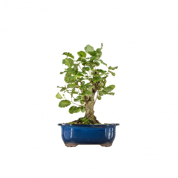 Alnus glutinosa - B6191