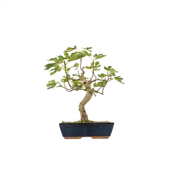 Ficus carica - B6192