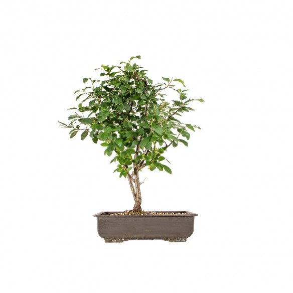 Malus spp . - B6193