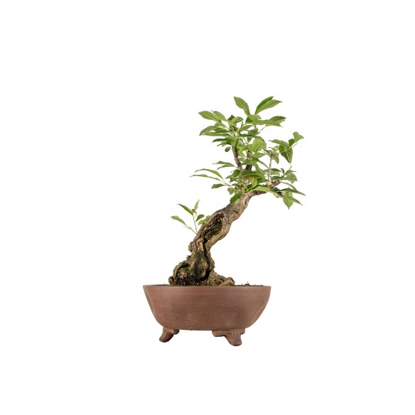 Ilex serrata - B6194