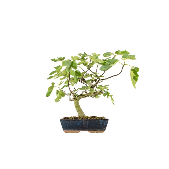 Ficus carica - B6195