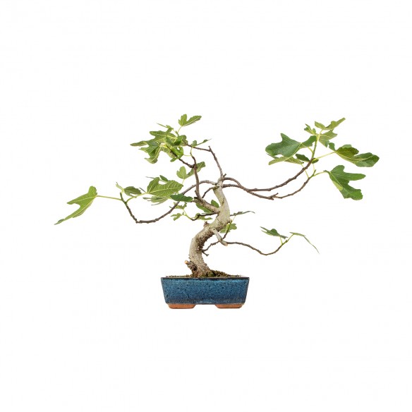 Ficus carica - B6196
