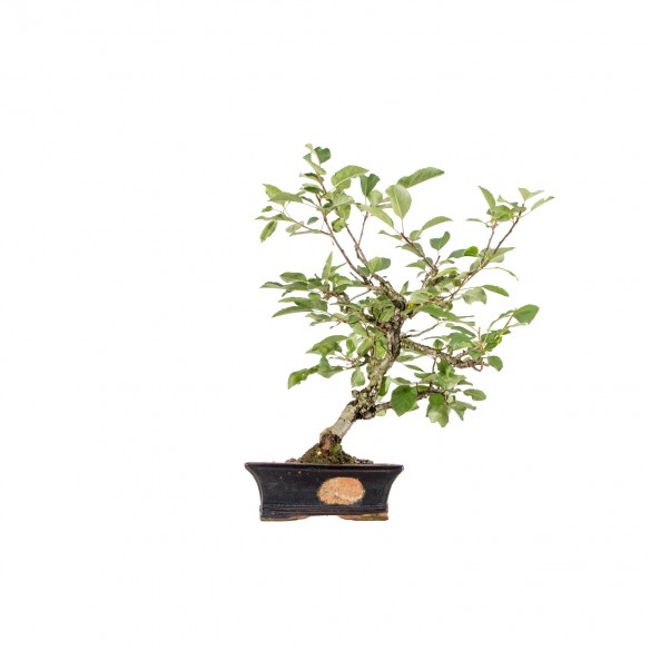 Malus spp. - B6197