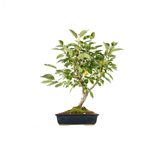 Malus everest - B6198