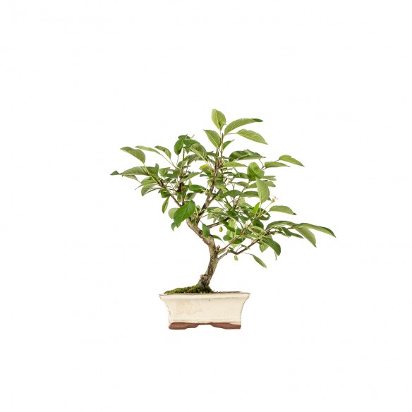 Malus everest - B6199