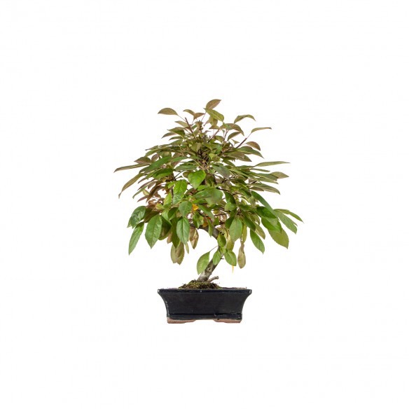 Malus red - B6200
